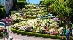 Lombard Street, vista de las flores y las curvas desde abajo.
