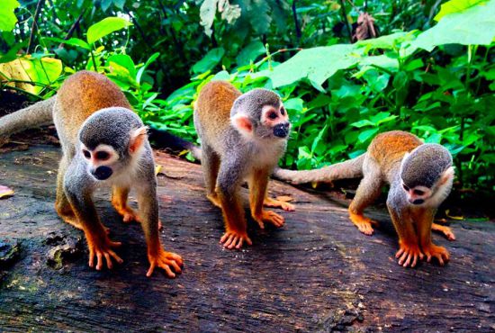 La isla de los Monos, Iquitos